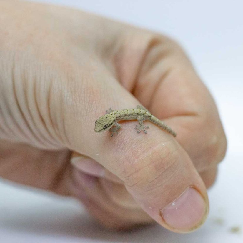 Skupina 5ks - Gekony panenské - P001 (Lepidodactylus lugubris)