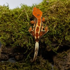 CAPPUCINO - Pagekón řasnatý - XP229 (Correlophus ciliatus, samička)