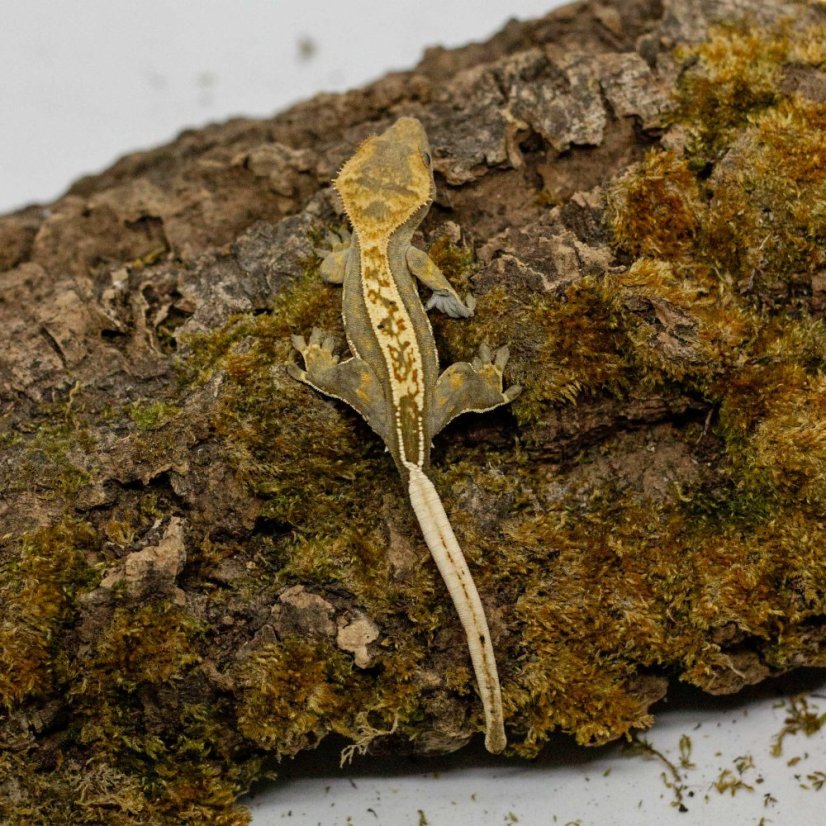 Pagekón řasnatý - XP251 (Correlophus ciliatus, samec)