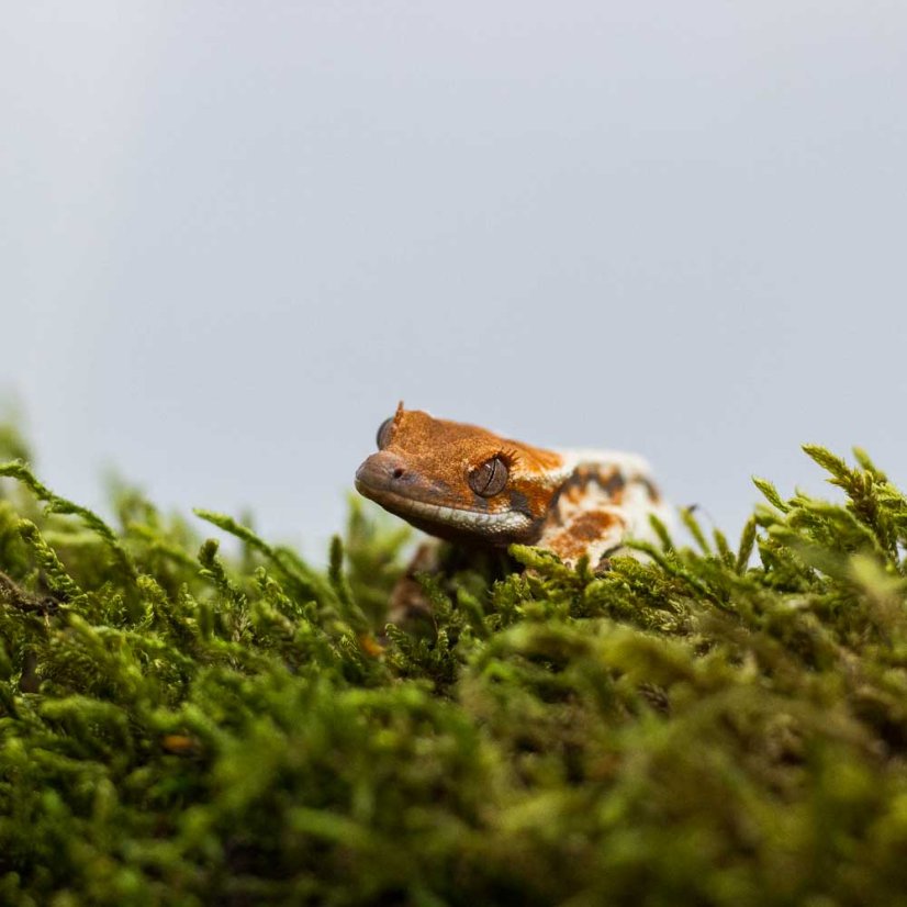 FRAPPUCINO - Pagekón riasnatý - XP239 (Correlophus ciliatus, samička)