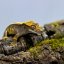 Pagekón riasnatý - XP124 (Correlophus ciliatus, samička)
