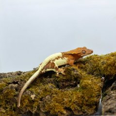FRAPPUCINO - Pagekón řasnatý - XP214 (Correlophus ciliatus, samička)