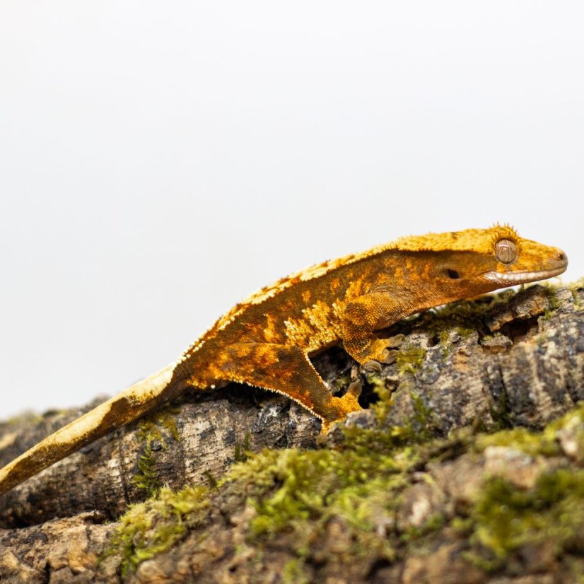 Pagekón riasnatý - XP085 (Correlophus ciliatus, samček)