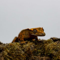 Pagekón řasnatý - XP253 (Correlophus ciliatus, samec)
