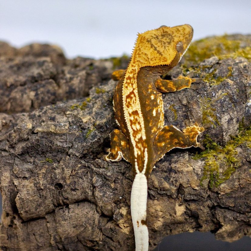 Pagekón riasnatý - XP092 (Correlophus ciliatus, samček)