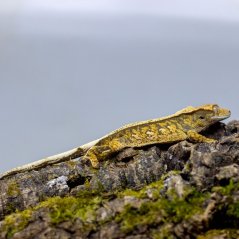 Pagekón riasnatý - XP093 (Correlophus ciliatus, samček)