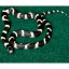 Carpet Mat – absorpčná terarijná podložka