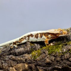 Pagekón riasnatý - XP101 (Correlophus ciliatus, samček)