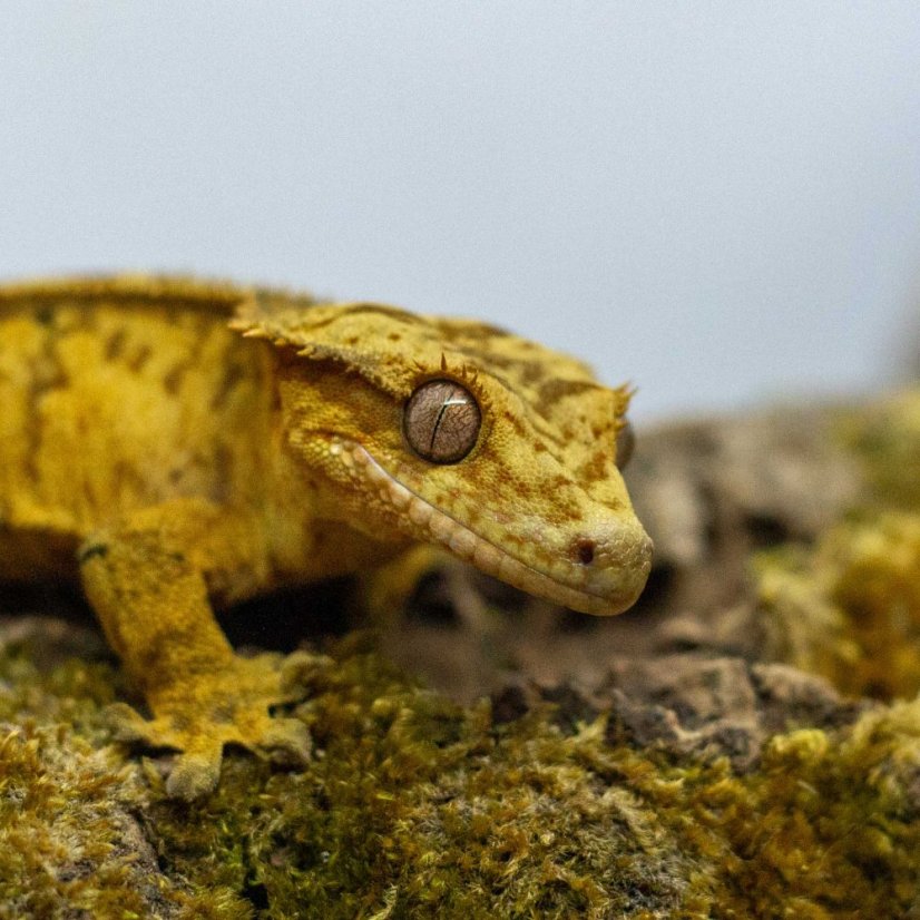 Pagekon řasnatý - XP235 (Correlophus ciliatus, sameček)