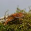 FRAPPUCINO - Pagekón riasnatý - XP243 (Correlophus ciliatus, samček)