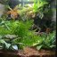 Umelá papraď do terária Terrario – 32 × 15 × 32 cm