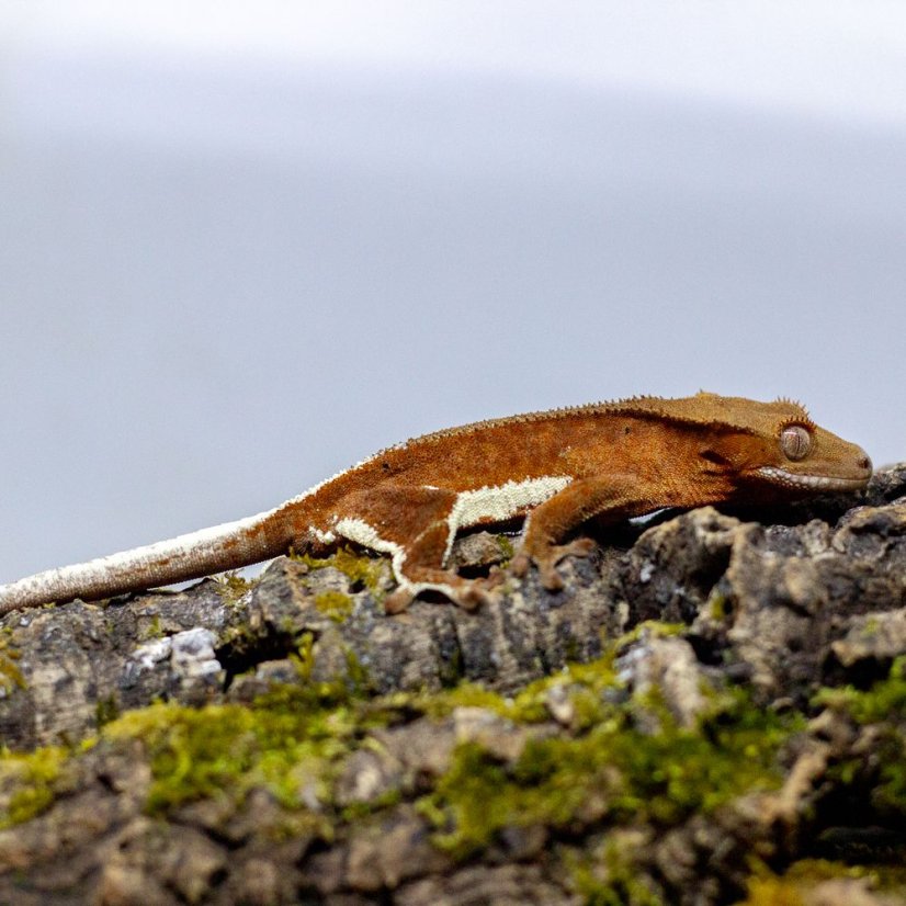 Pagekón riasnatý - XP105 (Correlophus ciliatus, samček)