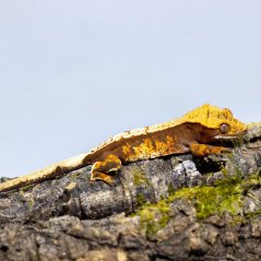 Pagekón riasnatý - XP113 (Correlophus ciliatus, samček)