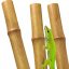 BioBamboo Stick – bambusová tyčka do terária 60 cm - Varianty: ⌀ 22–30 mm