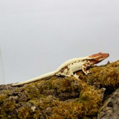 FRAPPUCINO - Pagekón řasnatý - XP239 (Correlophus ciliatus, samička)