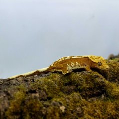 Pagekon řasnatý - XP233 (Correlophus ciliatus, samička)