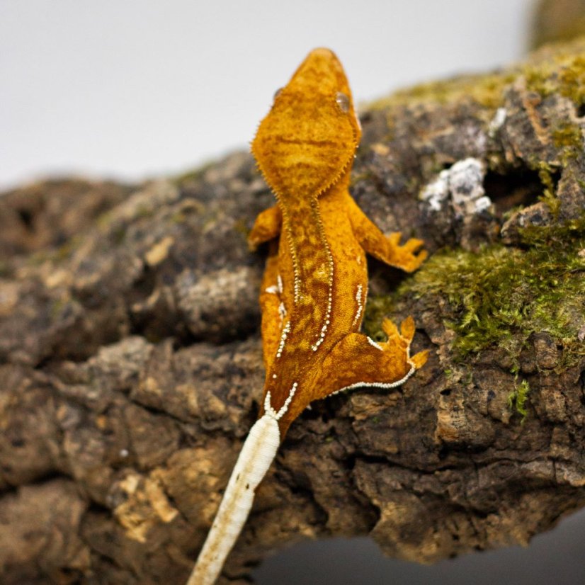 Pagekón riasnatý - XP103 (Correlophus ciliatus, samička)