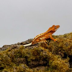 CAPPUCINO - Pagekón riasnatý - XP258 (Correlophus ciliatus, samička)