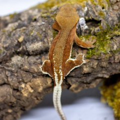 Pagekón riasnatý - XP105 (Correlophus ciliatus, samček)