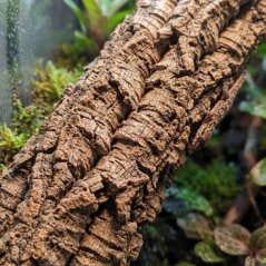 BioCork Branch M – korková vetva do terária 50 cm