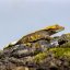 Pagekón riasnatý - XP124 (Correlophus ciliatus, samička)