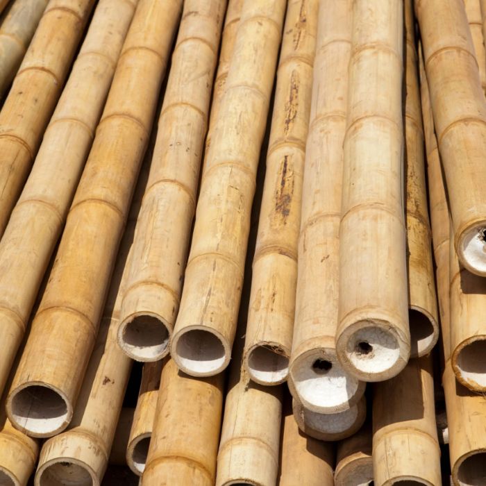 BioBamboo Stick – bambusová tyčka do terária 60 cm - Varianty: ⌀ 22–30 mm