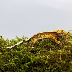 Pagekon řasnatý - XP234 (Correlophus ciliatus, samička)