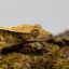Pagekón řasnatý - XP260 (Correlophus ciliatus, samička)