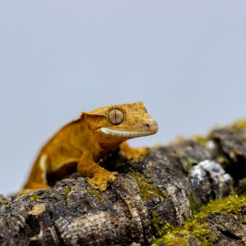Pagekón riasnatý - XP125 (Correlophus ciliatus, samička)