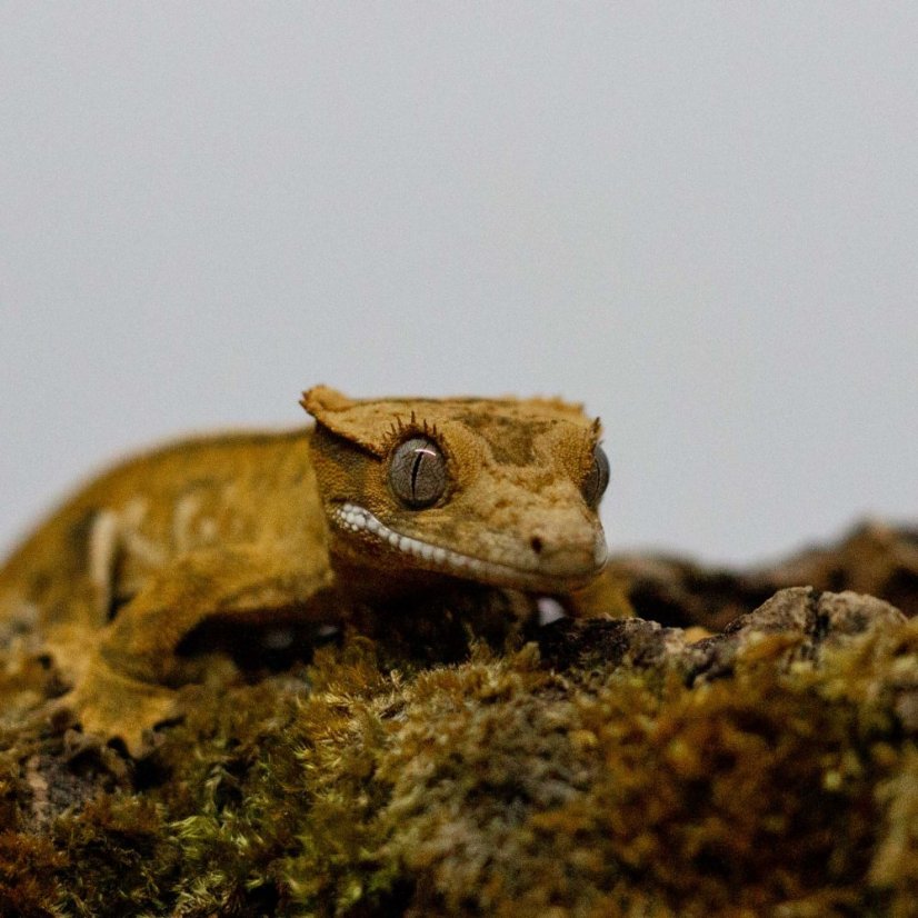 Pagekón řasnatý - XP265 (Correlophus ciliatus, samec)