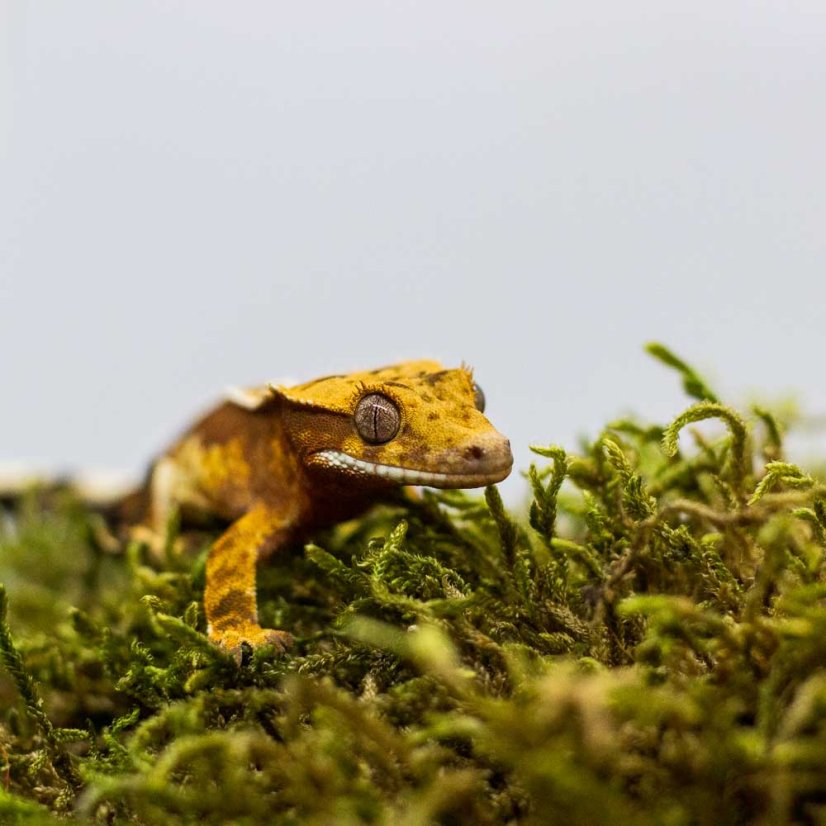 Pagekón riasnatý - XP234 (Correlophus ciliatus, samička)