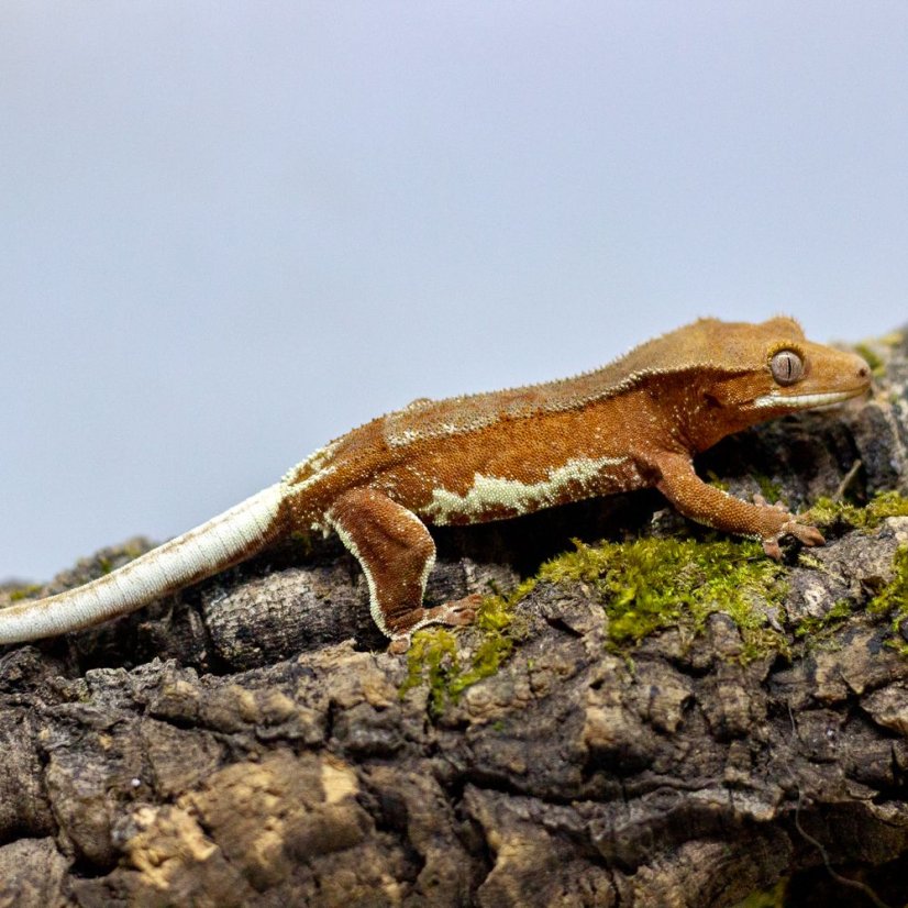 Pagekón riasnatý - XP109 (Correlophus ciliatus, samička)
