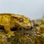 Pagekon řasnatý - XP235 (Correlophus ciliatus, sameček)