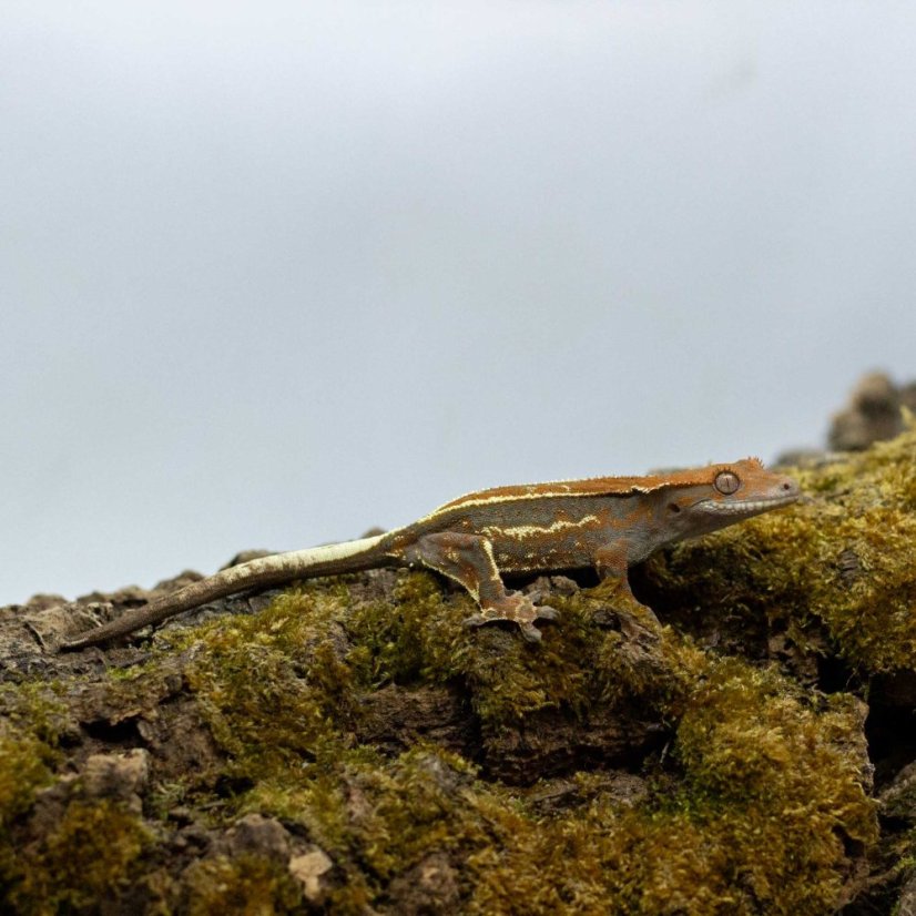CAPPUCINO - Pagekón riasnatý - XP246 (Correlophus ciliatus, samička)