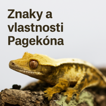 Znaky a vlastnosti Pagekóna riasnatého