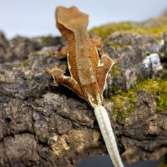Pagekón riasnatý - XP109 (Correlophus ciliatus, samička)