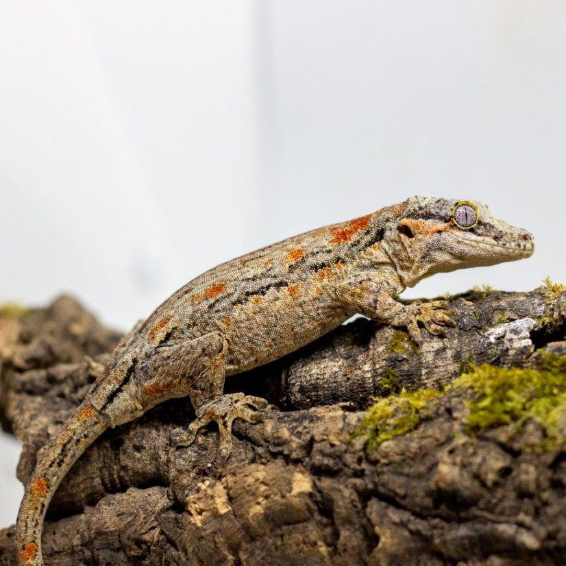 Pagekón hrbolkohlavý - H002 (Rhacodactylus auriculatus, samička)