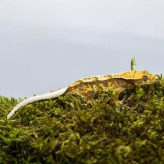Pagekón řasnatý - XP224 (Correlophus ciliatus, samička)