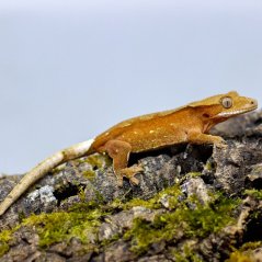 Pagekón riasnatý - XP111 (Correlophus ciliatus, samička)