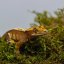 Pagekón riasnatý - XP240 (Correlophus ciliatus, samček)