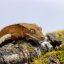 Pagekón riasnatý - XP105 (Correlophus ciliatus, samček)
