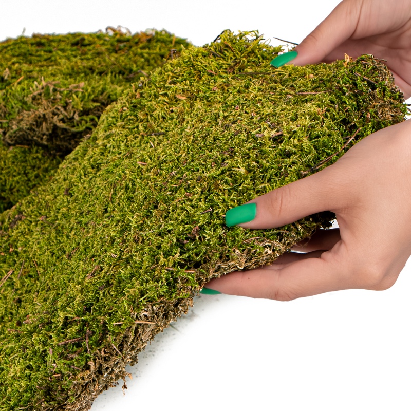Přírodní mech 35×28 cm - Shadow Forest Moss