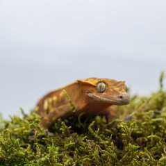 Pagekón řasnatý - XP176 (Correlophus ciliatus, samička)