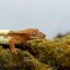 FRAPPUCINO - Pagekón řasnatý - XP214 (Correlophus ciliatus, samička)