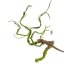BioBranch Green Liana M do terária 115 cm