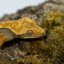 Pagekón riasnatý - XP247 (Correlophus ciliatus, samček)