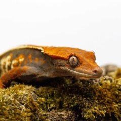 CAPPUCINO - Pagekón riasnatý - XP229 (Correlophus ciliatus, samička)