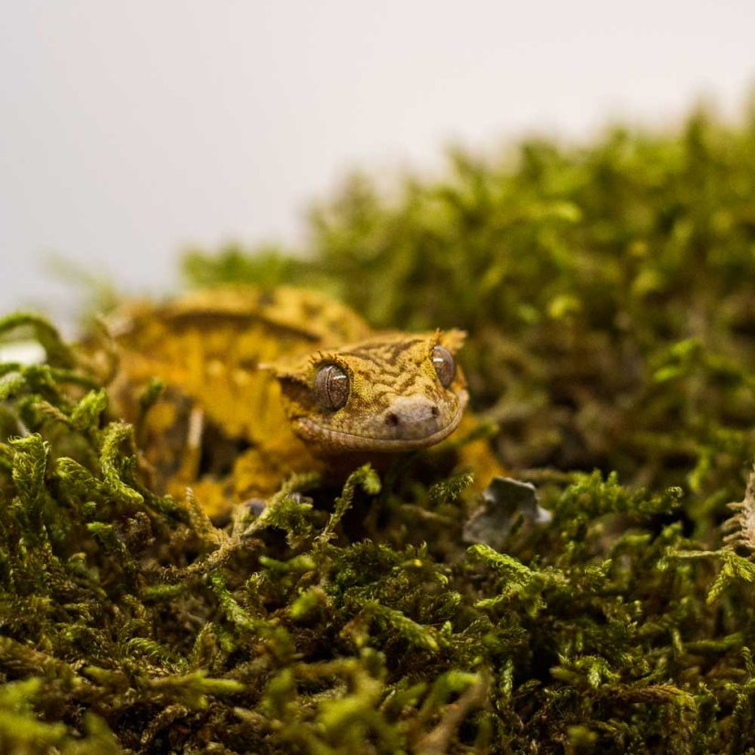 Pagekón riasnatý - XP235 (Correlophus ciliatus, samček)