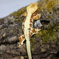 Pagekón riasnatý - XP117 (Correlophus ciliatus, samička)