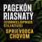 Pagekon řasnatý (Correlophus ciliatus) - průvodce chovem